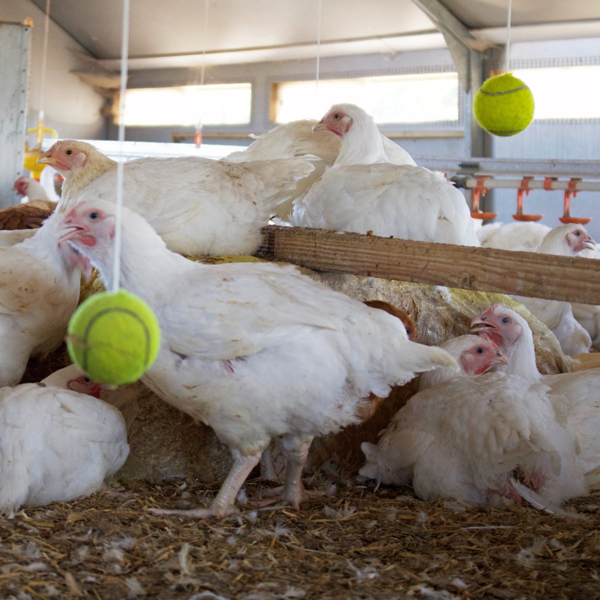 SuttonHooFreeRange tweet media