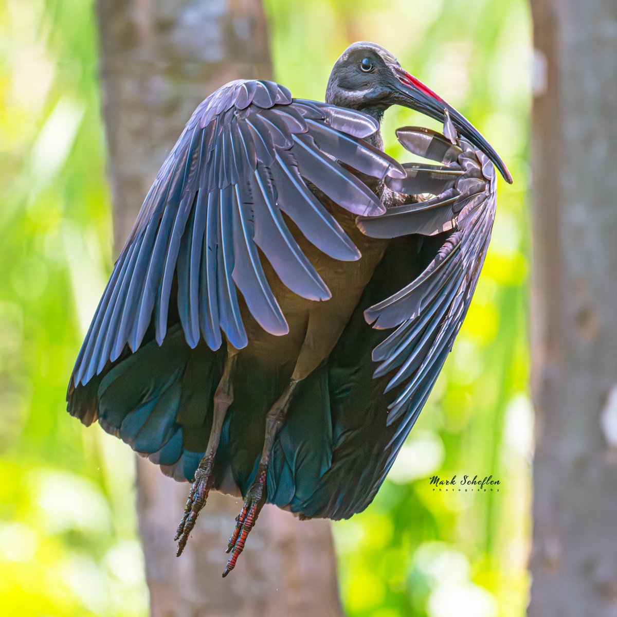 charlieschef's tweet photo. Hadada Ibis, Lake Mutanda, Uganda, #birdphotography #birdwatching #TwitterNatureCommunity #birdsofinstagram #birds #audubon #bird #naturephotography #wildlifephotography #birdlovers #BritishNatureGuide #birdwatching #birdsinafrica #NaturePhotography #BirdsSeenIn2024 https://t.co/CxLY9YbpCO