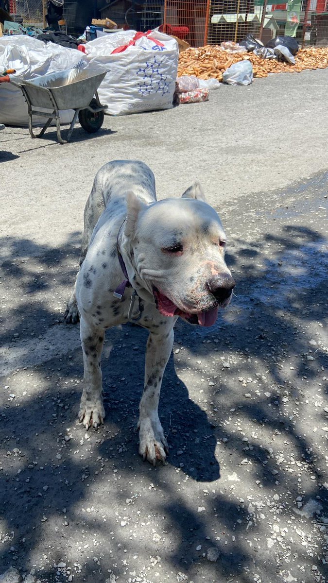 PORFoundation's tweet photo. To visit the Kurtaranev association, which is a home for hundreds of dogs, check out their website: https://t.co/PVgFdw9e0D 💞 https://t.co/IH7UYky1ak