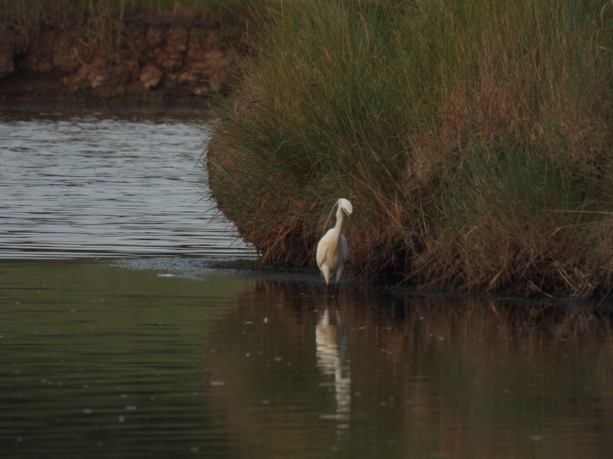 LifeOnSheppey tweet media