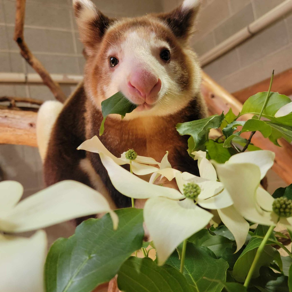 Roger Williams Park Zoo tweet media