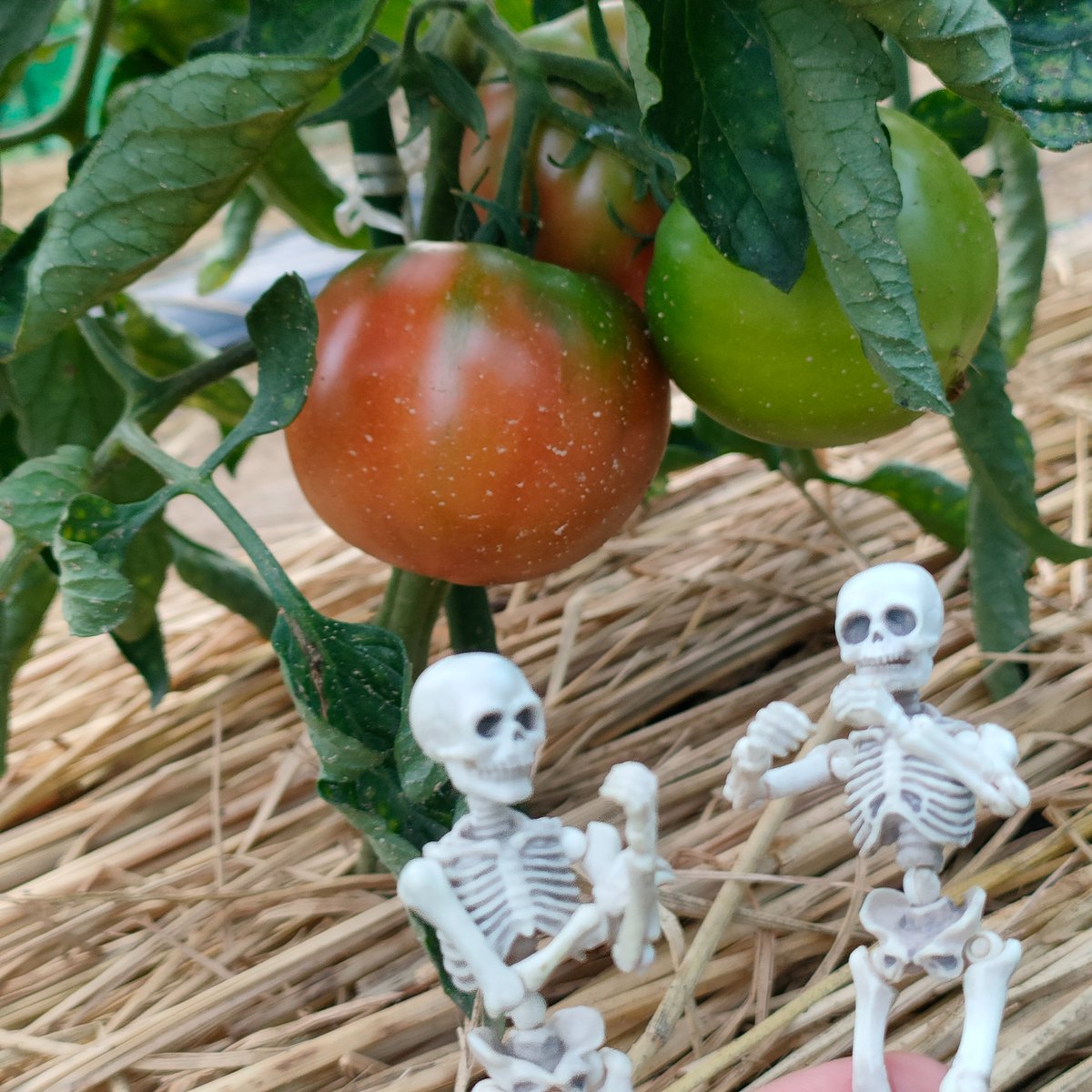 hone201604's tweet photo. トマト🍅色づいてきた〜
今年は雨よけを作ったり、水を控えめにして栽培してるよ。水が多いと実が割れちゃうんだって。キレイに収穫できるといいな
#ポーズスケルトン #poseskeleton #ほね畑 https://t.co/Ezg8385ivy