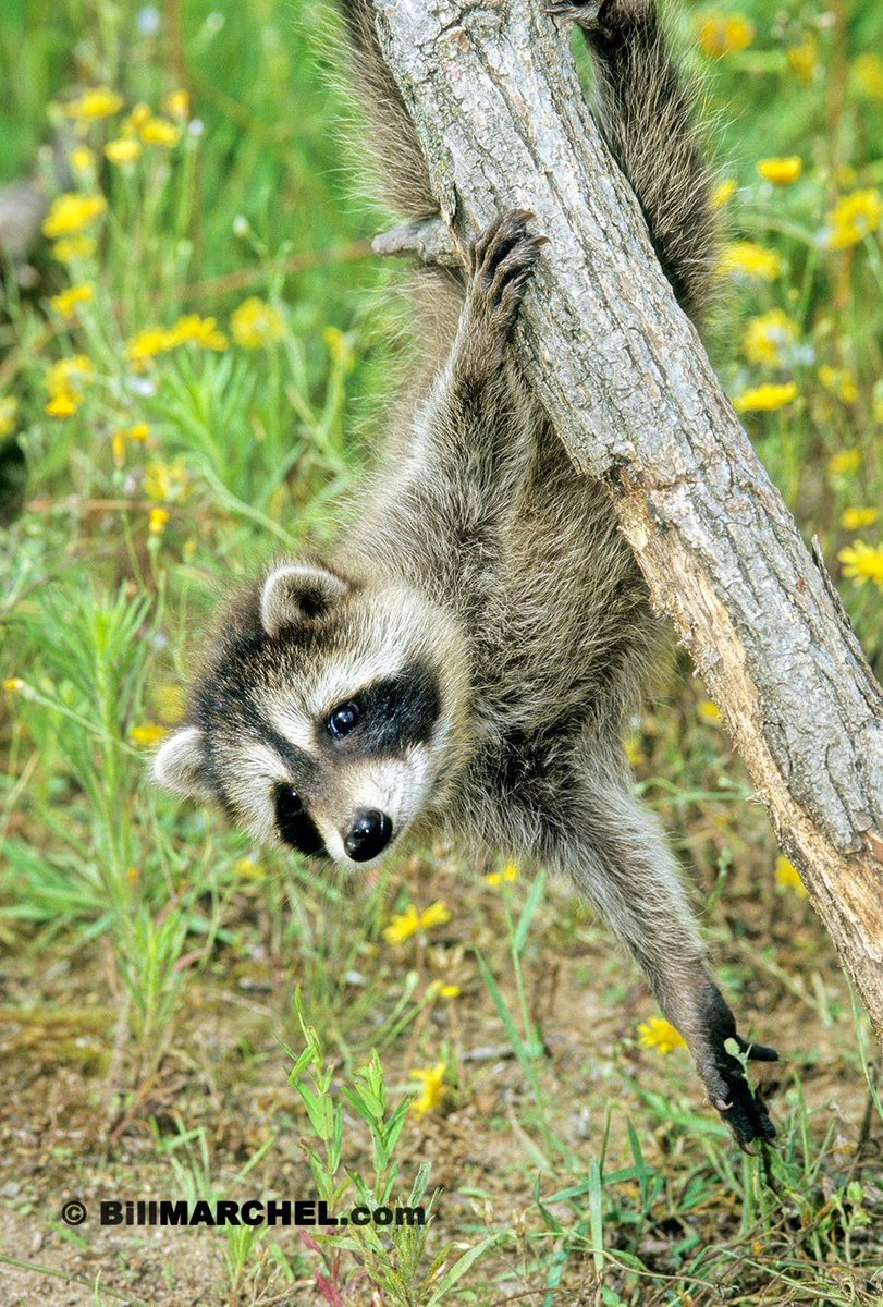 This acrobatic young Raccoon posed nicely as it descended a tree. I didn’t see its mother, but I assume she was somewhere nearby.
