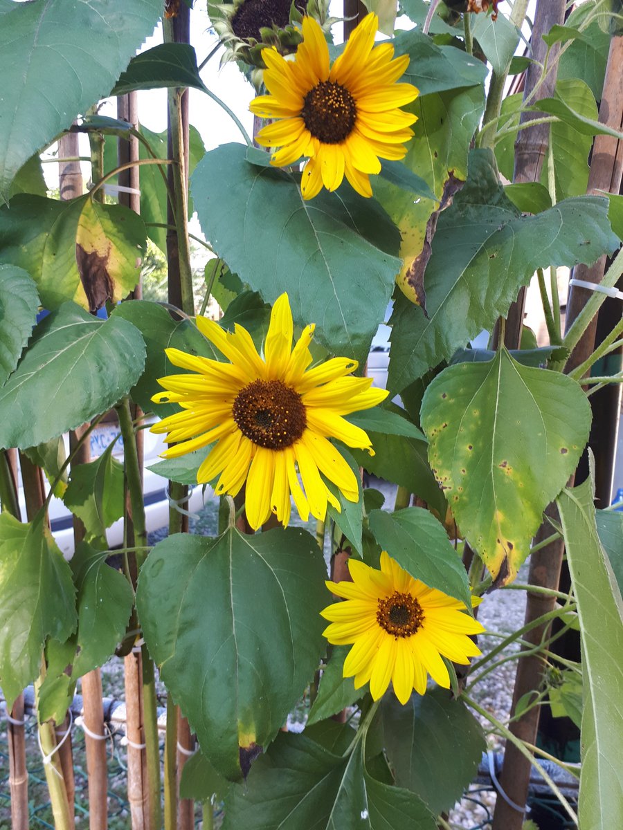 gottogetoutof's tweet image. Good morning peace and #selfcare towards yourself today Friends and Warriors.