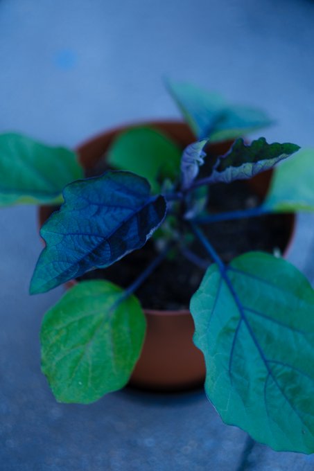 ✨ 📸 👉 https://t.co/KyjNfn6nXi ✨  #NaturePhotography #Sunset #UrbanGarden #Tomatoes #Eggplants #Lemon<a href="/tag/naturephotography"class="tags">#NaturePhotography</a><a href="/tag/sunset"class="tags"><span>#sunset</span></a><a href="/tag/flowers"class="tags"><span>#flowers</span></a><a href="/tag/citrus"class="tags"><span>#citrus</span></a><a href="/tag/lemon"class="tags"><span>#lemon</span></a><a href="/tag/tomatoes"class="tags"><span>#tomatoes</span></a><a href="/tag/urbangarden"class="tags"><span>#urbangarden</span></a>