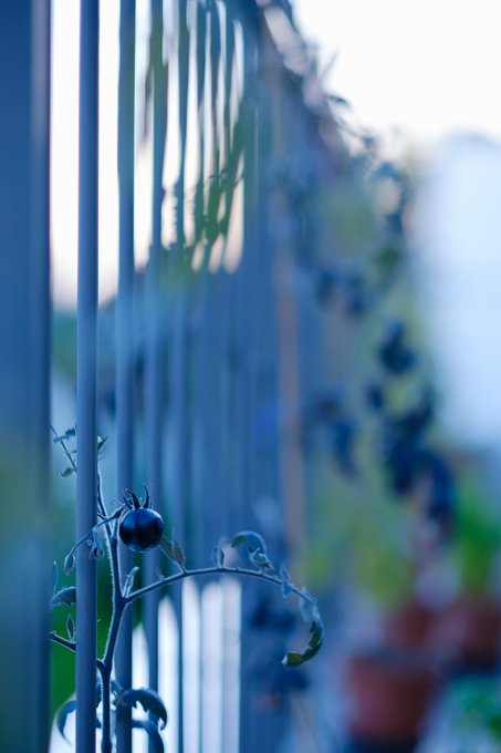 ✨ 📸 👉 https://t.co/KyjNfn6nXi ✨  #NaturePhotography #Sunset #UrbanGarden #Tomatoes #Eggplants #Lemon<a href="/tag/naturephotography"class="tags">#NaturePhotography</a><a href="/tag/sunset"class="tags"><span>#sunset</span></a><a href="/tag/flowers"class="tags"><span>#flowers</span></a><a href="/tag/citrus"class="tags"><span>#citrus</span></a><a href="/tag/lemon"class="tags"><span>#lemon</span></a><a href="/tag/tomatoes"class="tags"><span>#tomatoes</span></a><a href="/tag/urbangarden"class="tags"><span>#urbangarden</span></a>