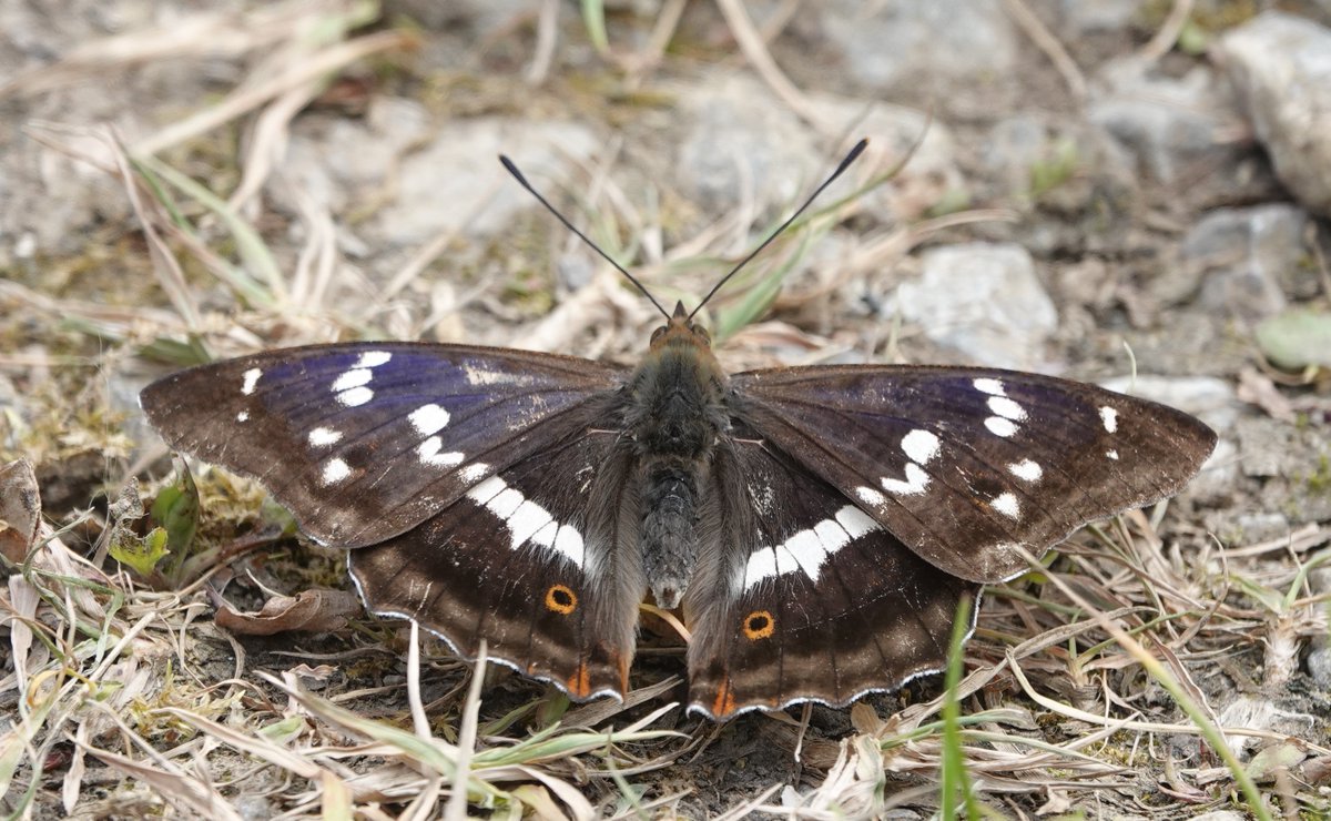 Martin Pitt tweet media