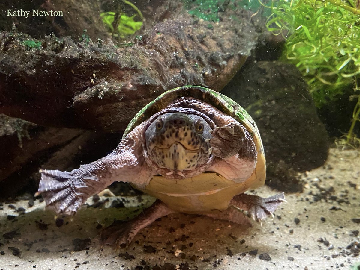 Pot Musk Turtle Stinkpot Musk Turtle Tank