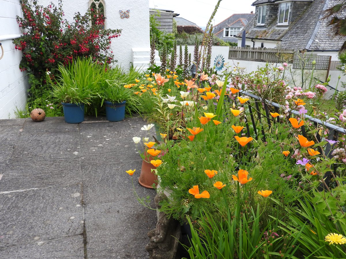 Some cheerful garden colour.
