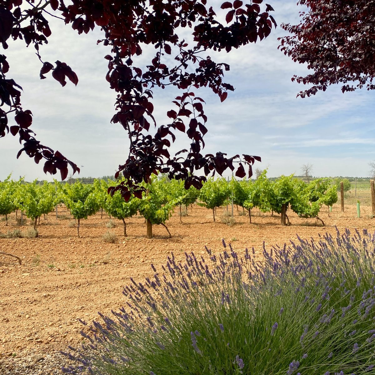 En esta época del año, el campo se viste de colores llenos de vida 🌾🎨
