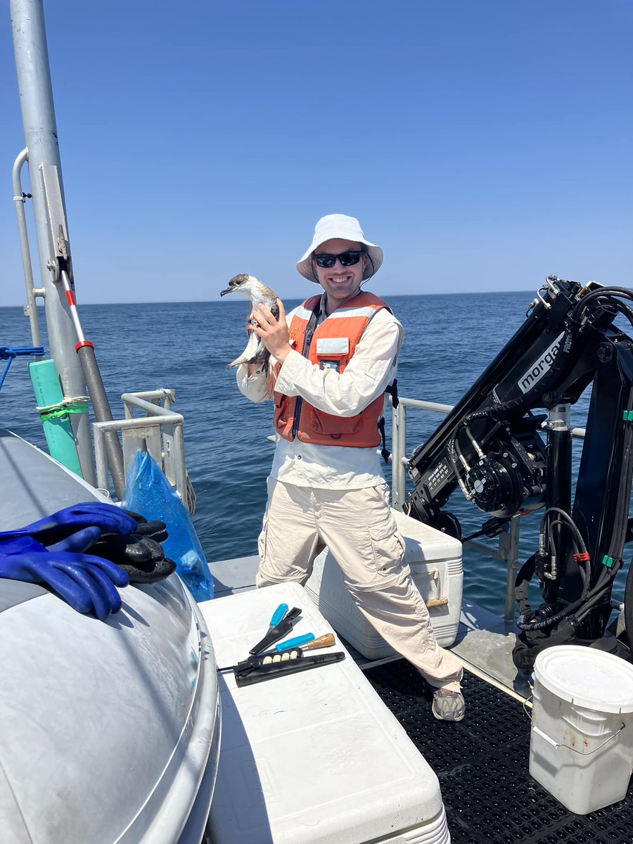 NOAA Stellwagen Bank NMS (@noaasbnms) on Twitter photo Our team at <a href="/NOAASBNMS/">NOAA Stellwagen Bank NMS</a> is out satellite tagging Great Shearwaters! Stay tuned this week with updates from the field. So far 8 birds have been tagged, giving scientists valuable information about their migration and lifecycle!
#birdtagging #birdresearch #noaasanctuaries Our team at <a href="/NOAASBNMS/">NOAA Stellwagen Bank NMS</a> is out satellite tagging Great Shearwaters! Stay tuned this week with updates from the field. So far 8 birds have been tagged, giving scientists valuable information about their migration and lifecycle!
#birdtagging #birdresearch #noaasanctuaries