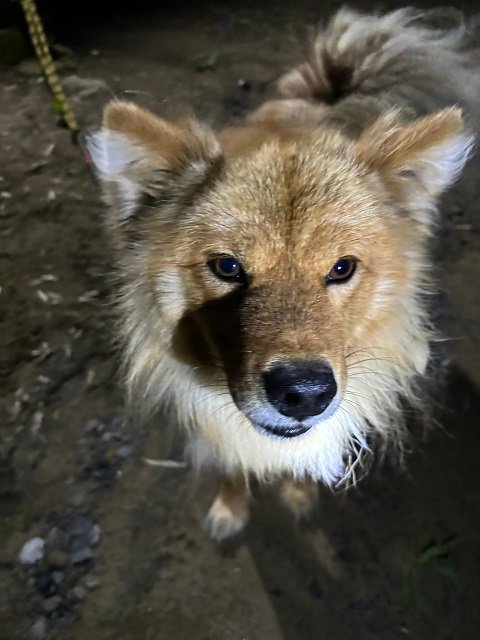 shuuyou_chiba's tweet photo. ／
個人等で保護している犬の情報6/26(本所)
＼https://t.co/4PGIVnxbTM
◆雑、茶♂️、赤首輪(山武市松尾町)
お心当たりの方は本所0476935711までご連絡ください。
#千葉県　#迷子犬　#個人保護　#山武市　#千葉県動物愛護センター https://t.co/t81o0OnCMm