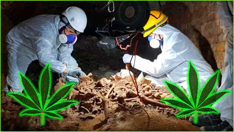 Legalizujeme's tweet photo. Hemp isn't new! Italian archaeologists found THC and CBD traces in 17th-century Milanese bones, marking early modern Europe's first known cannabis use. Despite this, it wasn't medically recommended due to a 1484 papal decree. #Archaeology #History #Cannabis https://t.co/OtnNHXEa7K