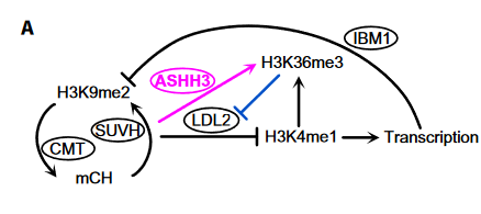 ChenxinLi2's tweet photo. One of the reasons the epigenome is interesting to me is the intricate loops created by chromatin readers, writers, and modifiers to create different epigenetic states. 

Figure from: https://t.co/BGCk1dIGDE https://t.co/P5RLVmAnxJ