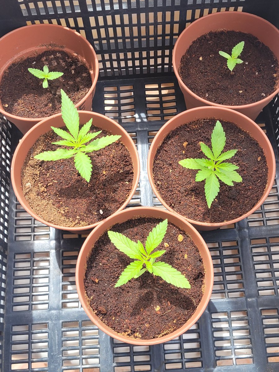 Sophie_MJ's tweet photo. Felíz tarde mis #kannabistas
Hoy por el paradise día raro, mucho bochorno y nubladillo, las niñas felices levantando el vuelo🦅 en su sustrato mágico #sublimemix de @ProXL_Int ✨️
.
Te recomiendo siempre utilizar preventivos foliares para proteger a tus niñas de las plagas.
⬇️
Un preventivo casero que puedes hacer es : medio cigarro hervir en 2L de agua durante 5 minutos. Colar, dejar enfriar y pulverizar por la tarde a última hora cuando no haya sol.💦

Felíz dia amores 🧡🧡🧡🧡

Que semillas de @KannabiaSeeds estas cultivando ?