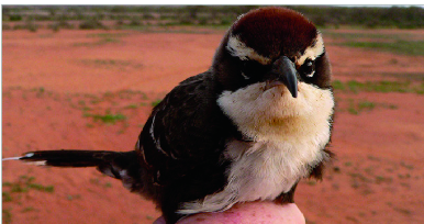 Michael Pleyer tweet media