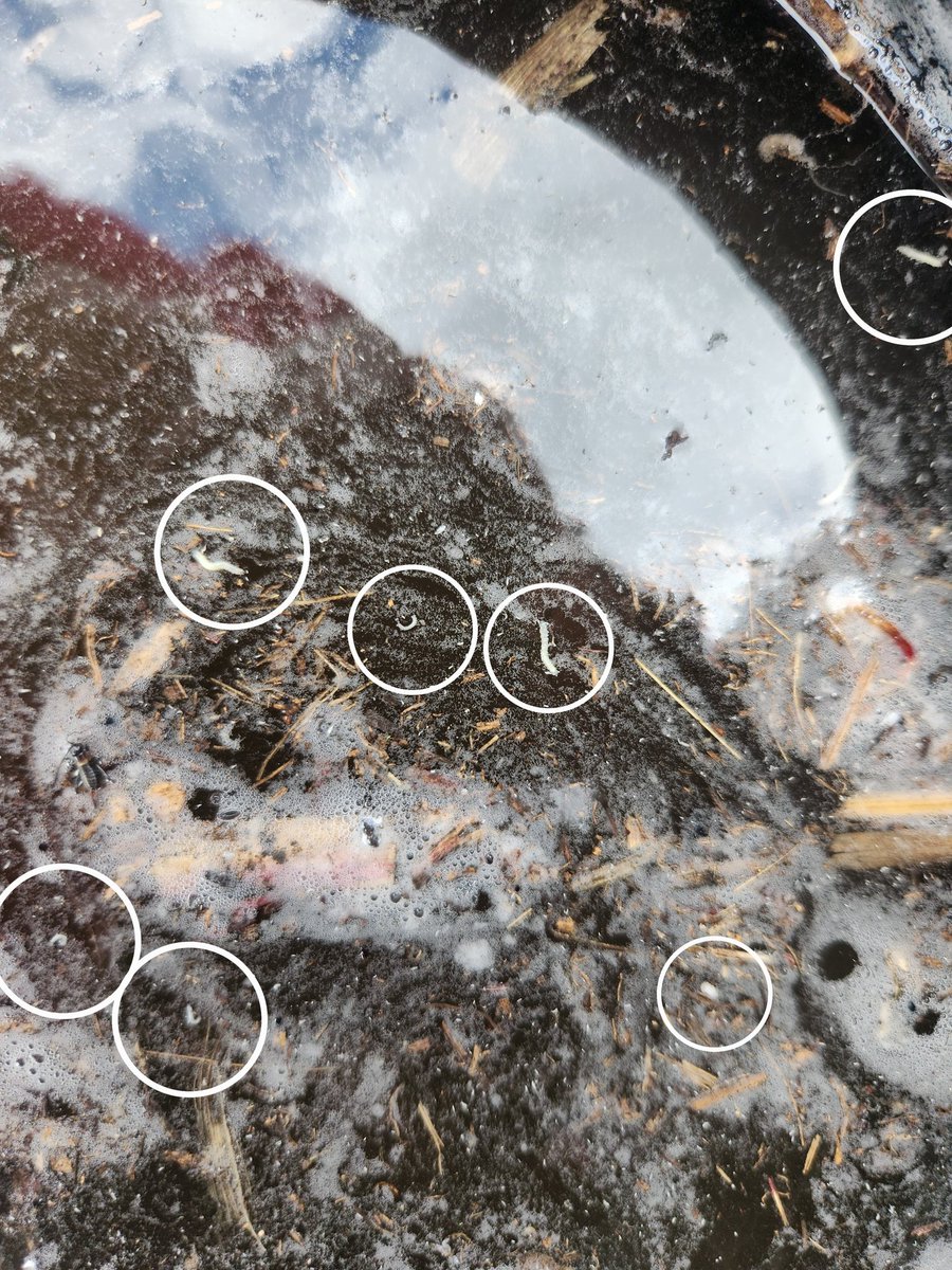 29Tim's tweet image. This is not good.  Found a few corn rootworm when scouting.  This is from the soil around one corn plant in a corn on corn situation, across the road to a field we know had rootworm issues last year.  #LGAgronomy @LGSeeds