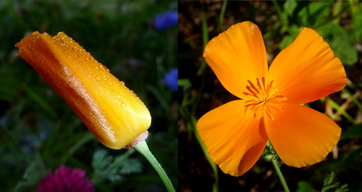 LindaDoerr's tweet photo. #afloweraday #PeaceNotWar #wildflowerweek wild poppy closed and open https://t.co/Hmx5QSpN9q