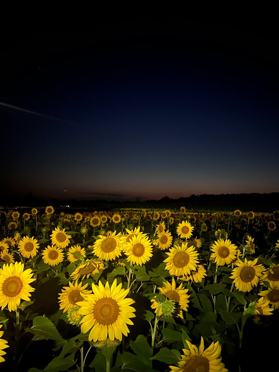 Evan Michio tweet media