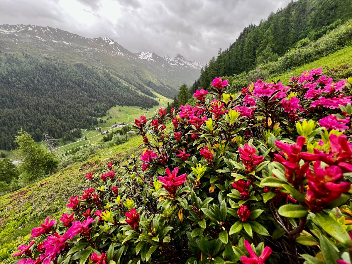 World Biodiversity Forum tweet media