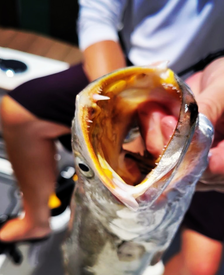 mdwst_beachbums's tweet photo. Rippin' some faces off some fish-
#stpete #florida #saltwater #fishing #catchcleancook #debate https://t.co/U6CYkyc4dV