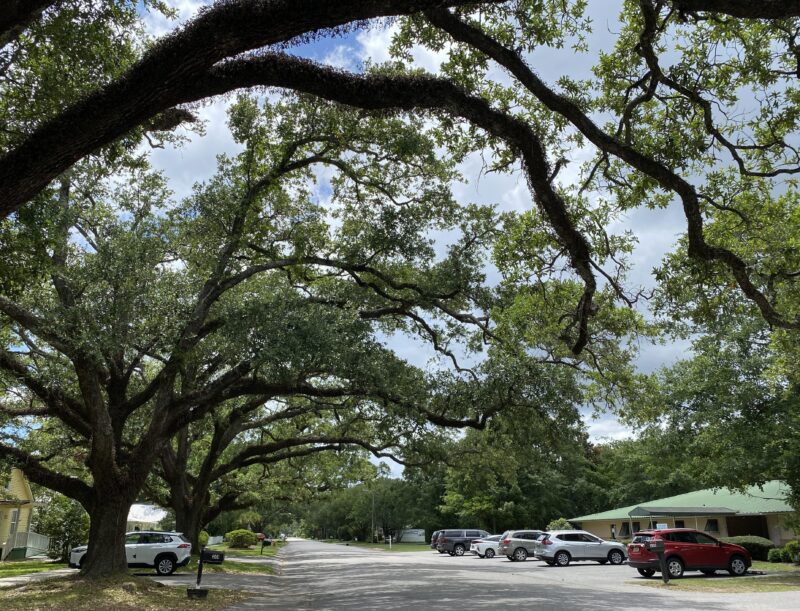 CityofFoley's tweet photo. More trees along Foley streets will make neighborhoods more attractive, walkable and safer under a proposal approved by the city Planning Commission.
Read more: 🔗https://t.co/CUgGldnKx9
#foleyforward #foleyalabama #TreeCityUSA https://t.co/tj9AciWbor
