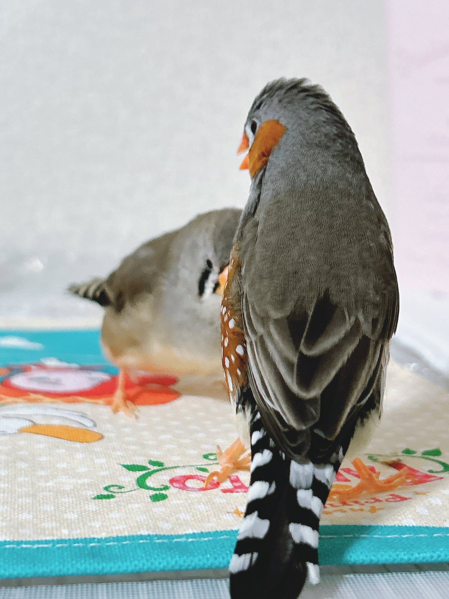 み～たん様♡確認page☆ジェラトーニ 12月10日（日）～【おうちで楽しむリカちゃんキャッスル12月LC