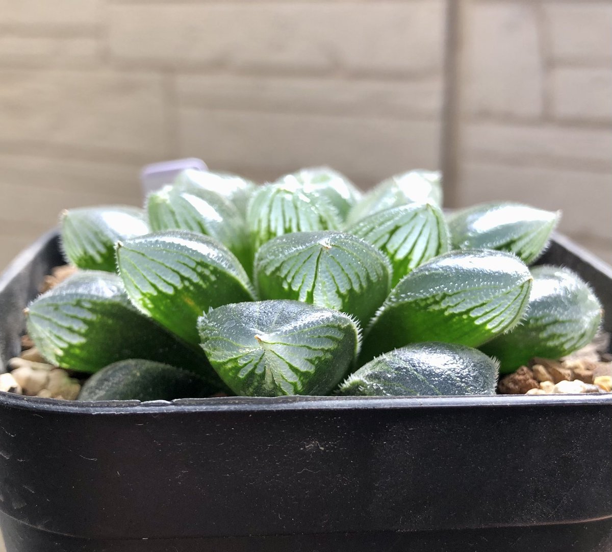 ハオルチア交配 空の音×シルクライン 吉田園芸部さんの6月販売苗。 空