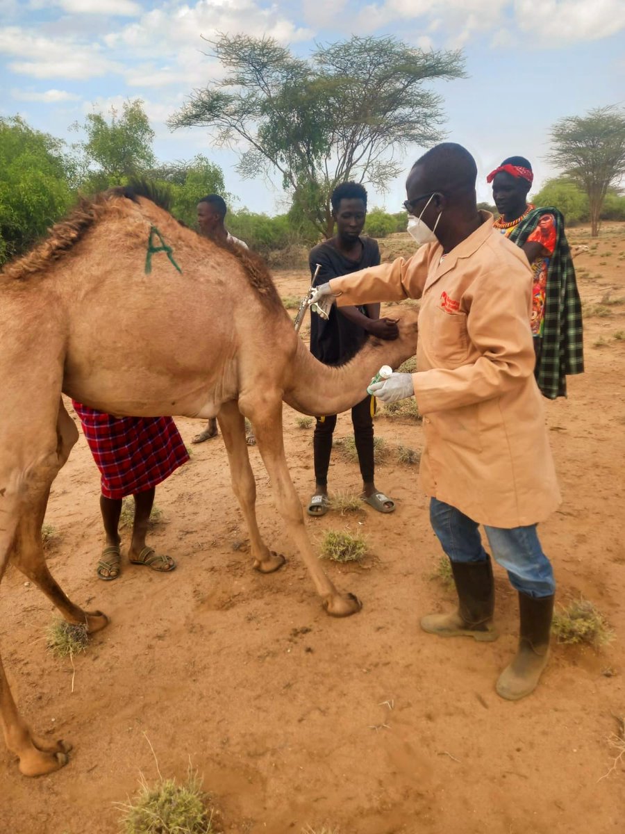 TurkanaCountyKE's tweet photo. The County Government and @ConcernKenya have wound up the vaccination and treatment exercise that sought to curb the spread of the diseases across surge areas of Turkana East, South and Central Sub-counties. https://t.co/qtcCBRq4ZW