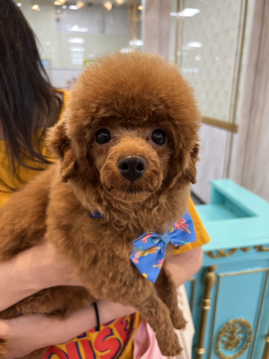 nokotang's tweet photo. トリミングして
ひつじさんからアルパカさんに進化〜
＼(^o^)／

#トイプードル生活
#犬の居る暮らし https://t.co/iOZiwPqbiS