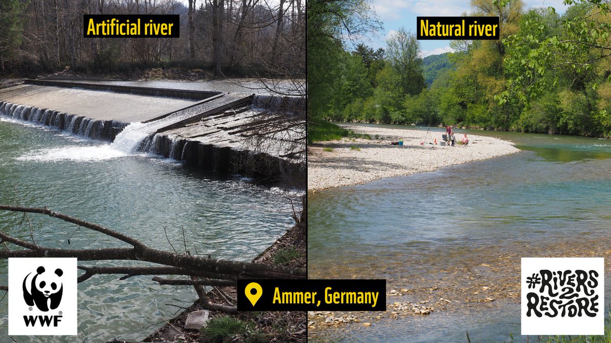 Floods devastate lives, nature &amp; the economy.

In 🇩🇪, recent floods led to 6 deaths &amp; at least €100 million in emergency funding for uninsured people.

Did you know restoring rivers to their natural flow can limit flood damage? Find out more on 2 July!👇

wwf.eu/wwf_news/event…