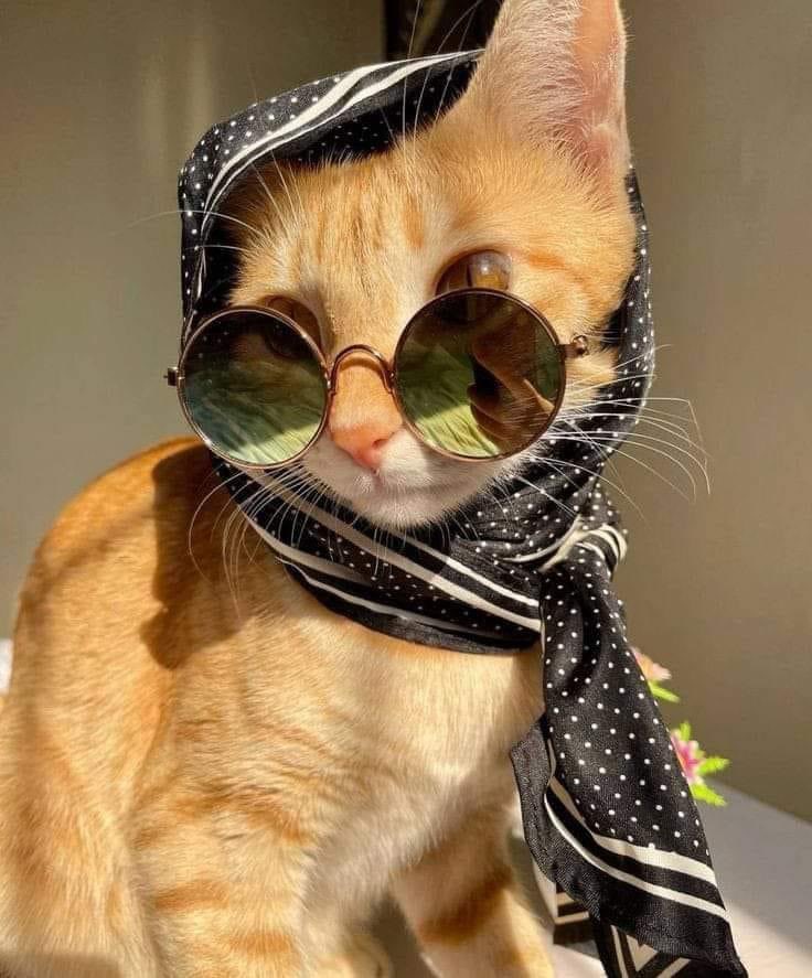 تم بيع الحساب tweet media