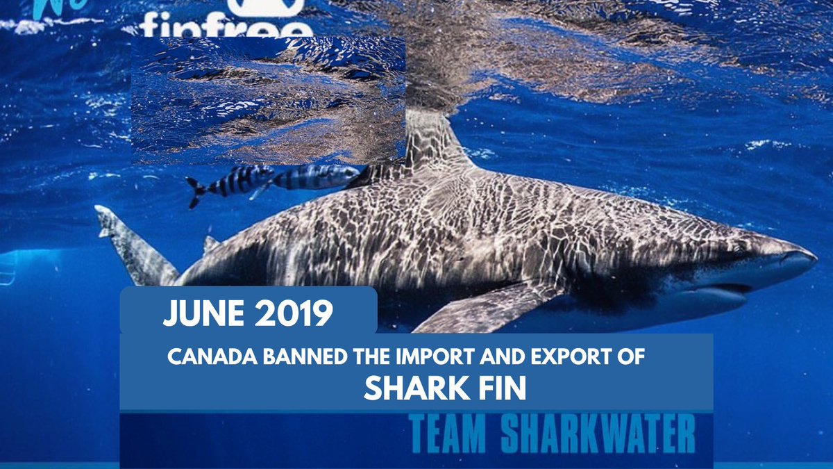 Celebrate 5 Years of Canada’s Shark Fin Trade Ban. Once the largest importer of fins outside of Asia, imports have reduced from $4M in 2017 to $755. in 2023, proving shark fin bans work. Thanks to legislators Senator Michael Macdonald <a href="/FinDonnelly/">Fin Donnelly</a> @KristynWongTam <a href="/JonathanWNV/">Jonathan Wilkinson 🇨🇦</a>