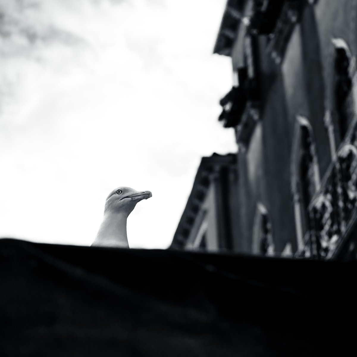 WayneKPhoto's tweet photo. Venice Revisited
•
The gulls in Venice were fearless. Used to the tourist and always searching for unattended food. 
•
•
•
#venice #italy #venezia #blackandwhite #canal #street #bird  #picoftheday #streetphotography #travelphotography #canon #canonphotography #Monochrome https://t.co/4SW4TfeEgG