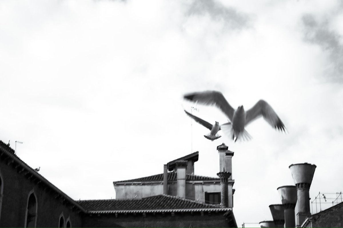 WayneKPhoto's tweet photo. Venice Revisited
•
The gulls in Venice were fearless. Used to the tourist and always searching for unattended food. 
•
•
•
#venice #italy #venezia #blackandwhite #canal #street #bird  #picoftheday #streetphotography #travelphotography #canon #canonphotography #Monochrome https://t.co/4SW4TfeEgG