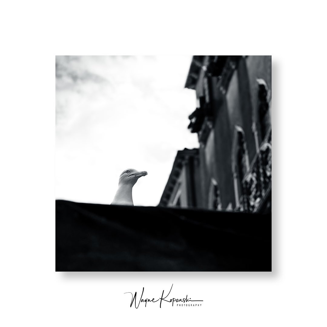 WayneKPhoto's tweet photo. Venice Revisited
•
The gulls in Venice were fearless. Used to the tourist and always searching for unattended food. 
•
•
•
#venice #italy #venezia #blackandwhite #canal #street #bird  #picoftheday #streetphotography #travelphotography #canon #canonphotography #Monochrome https://t.co/4SW4TfeEgG