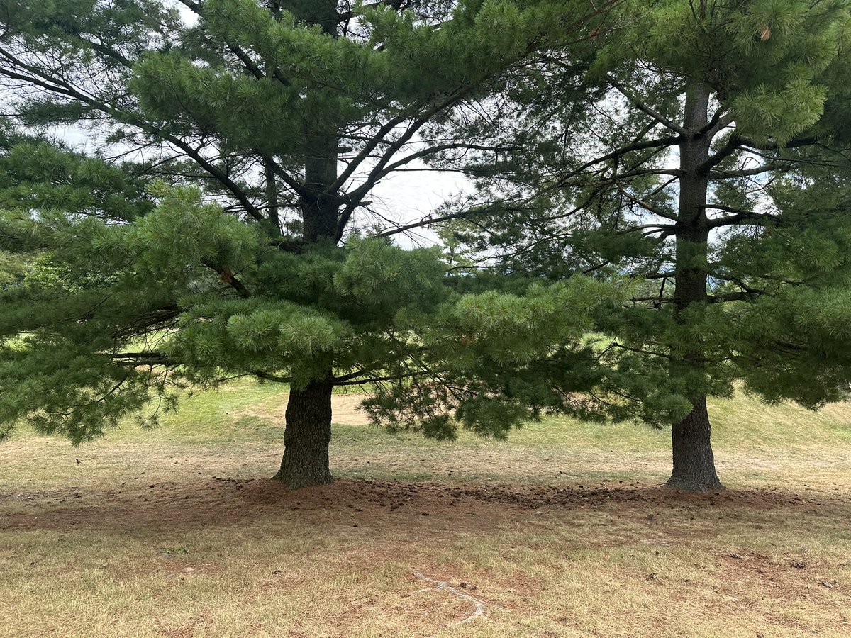 Corey Barnes tweet media