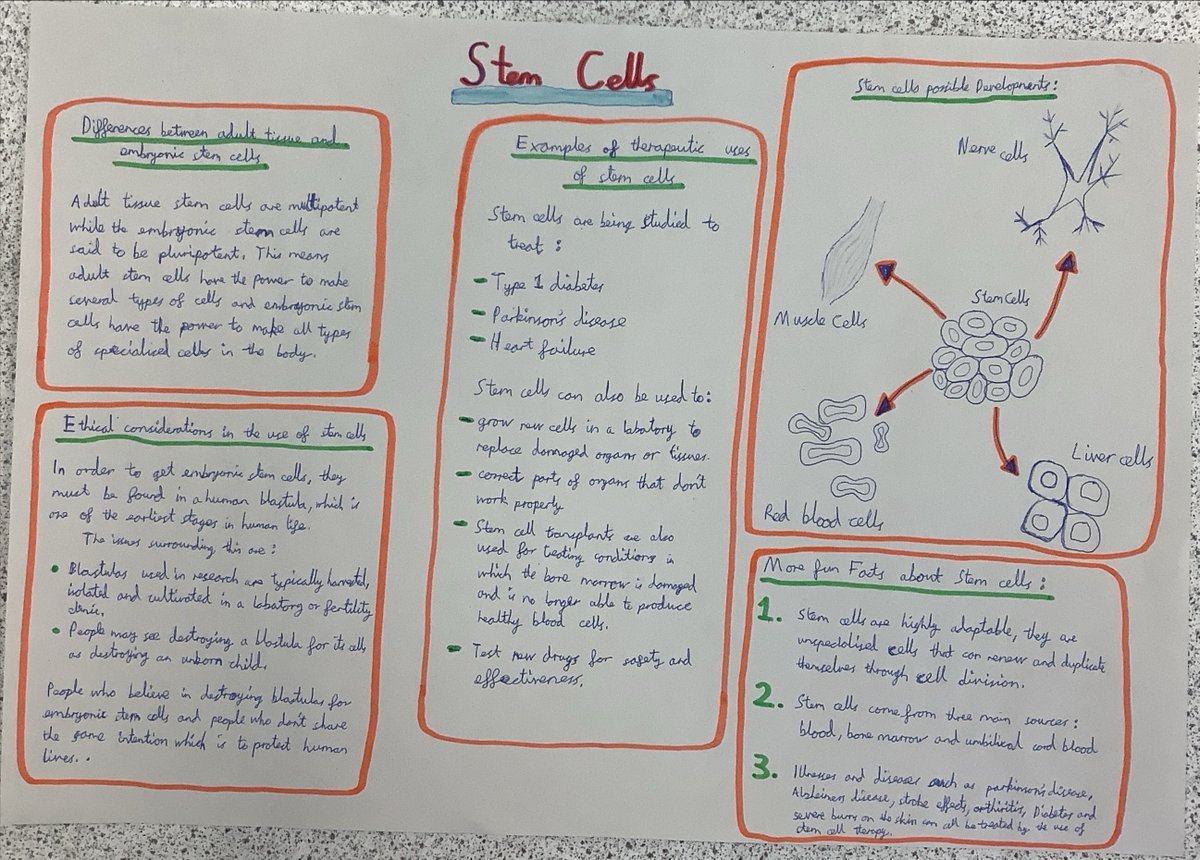 Some superb information organisers on stem cells from this week! A mixture of media to allow for personalisation and choice. #informationorganiser #biology #stemcells #activatebuildconsolidate