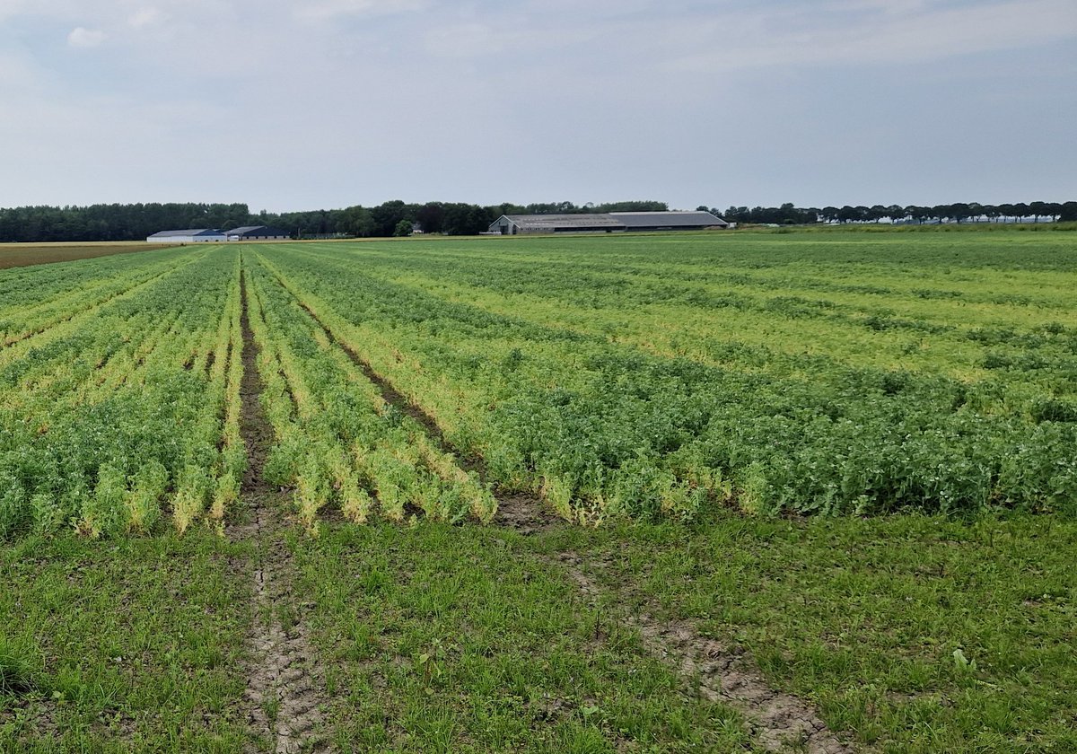 Joost Rijk tweet media