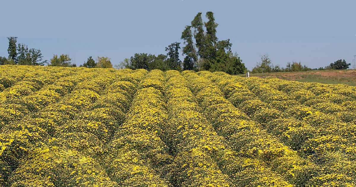 Pope’s Plant Farm is a Tennessee-based greenhouse that grows 170,000 mums each year. Read more to learn how they use our portfolio to maintain a 95% or better sell-through rate! bit.ly/3L3hGb2