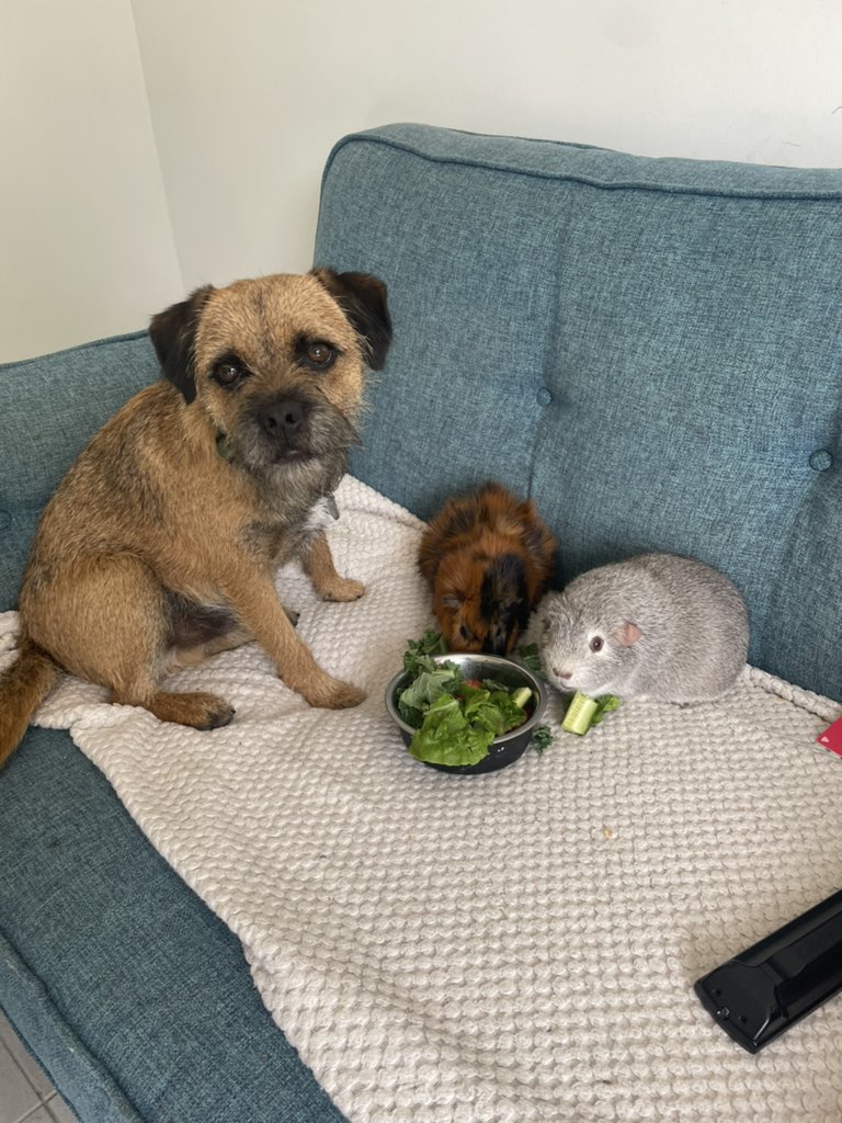 Reggie the Border Terrier tweet media