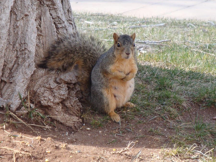 BenTalksStocks's tweet photo. @AMAZlNGNATURE They’re usually pregnant with 3 or 4 babies so they’re often pretty chonky. https://t.co/PK5yevqbo3