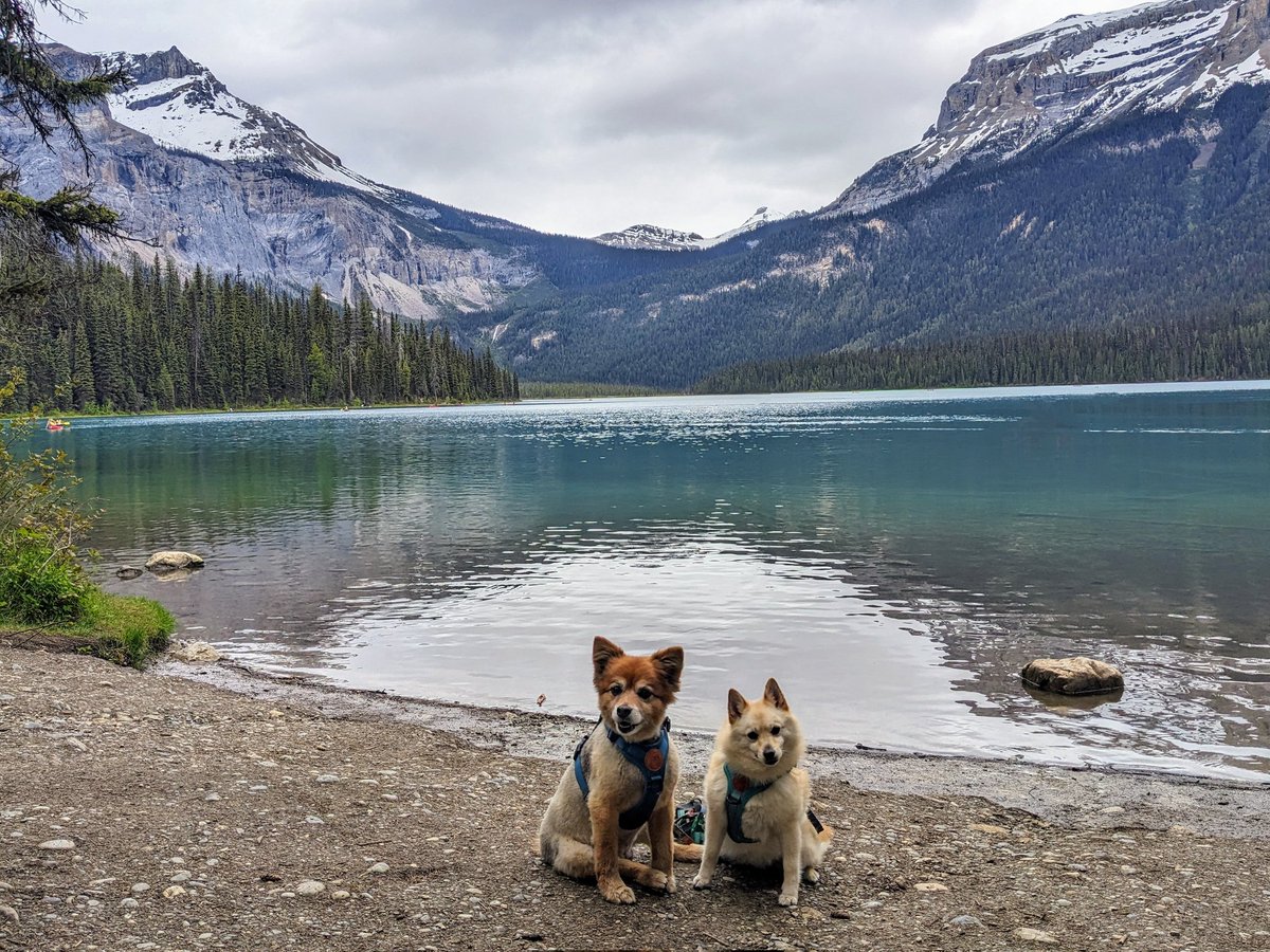 them2dogs's tweet photo. Beautiful hikes at #emeraldlake in #yohonationalpark with the pups #hikingwithdogs #dogswhotravel #mountaindog #dogsiblings #dogsofx https://t.co/Mjqtcle5d5