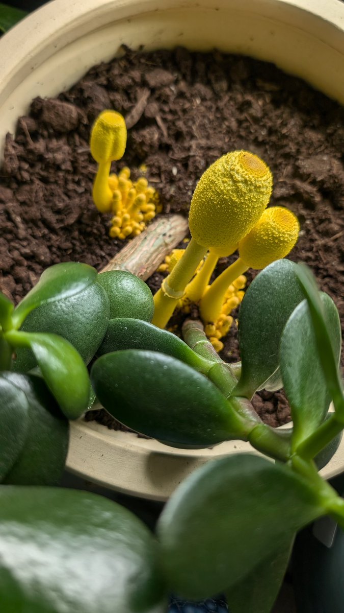 Chris - ChaseTheArt.eth tweet media