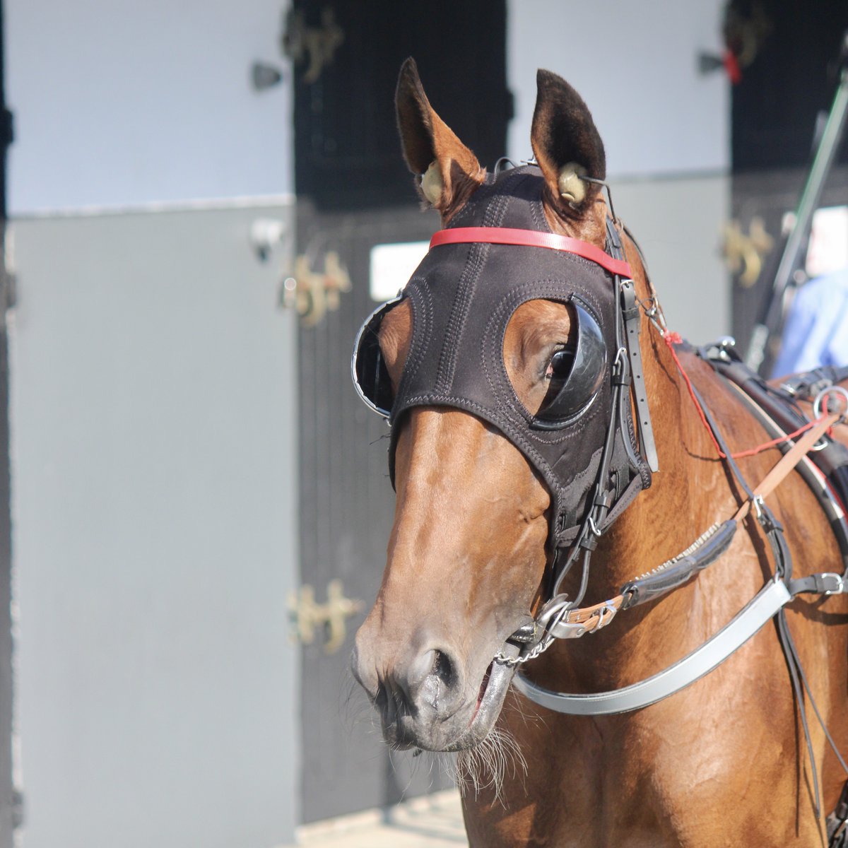📸 Retour en photos sur la troisième place de Java de Castelle ce mardi à Vincennes !

La pouliche se comporte admirablement à ce niveau et prouve sa forme, un joli podium pour l'écurie 🥉