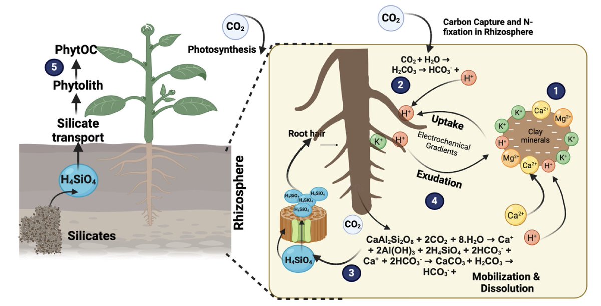 Abdul Latif Khan (@khanal79) on Twitter photo Excited to share a new article on how Silicon supplementation can help plants against climate change challenges.
#ClimateAction
#NIFAImpacts
<a href="/microbiome_lab/">Microbiome & Genomics Lab</a>
Silicon: A valuable soil element for improving plant growth and CO2 se... sciencedirect.com/science/articl… Excited to share a new article on how Silicon supplementation can help plants against climate change challenges.
#ClimateAction
#NIFAImpacts
<a href="/microbiome_lab/">Microbiome & Genomics Lab</a>
Silicon: A valuable soil element for improving plant growth and CO2 se... sciencedirect.com/science/articl…