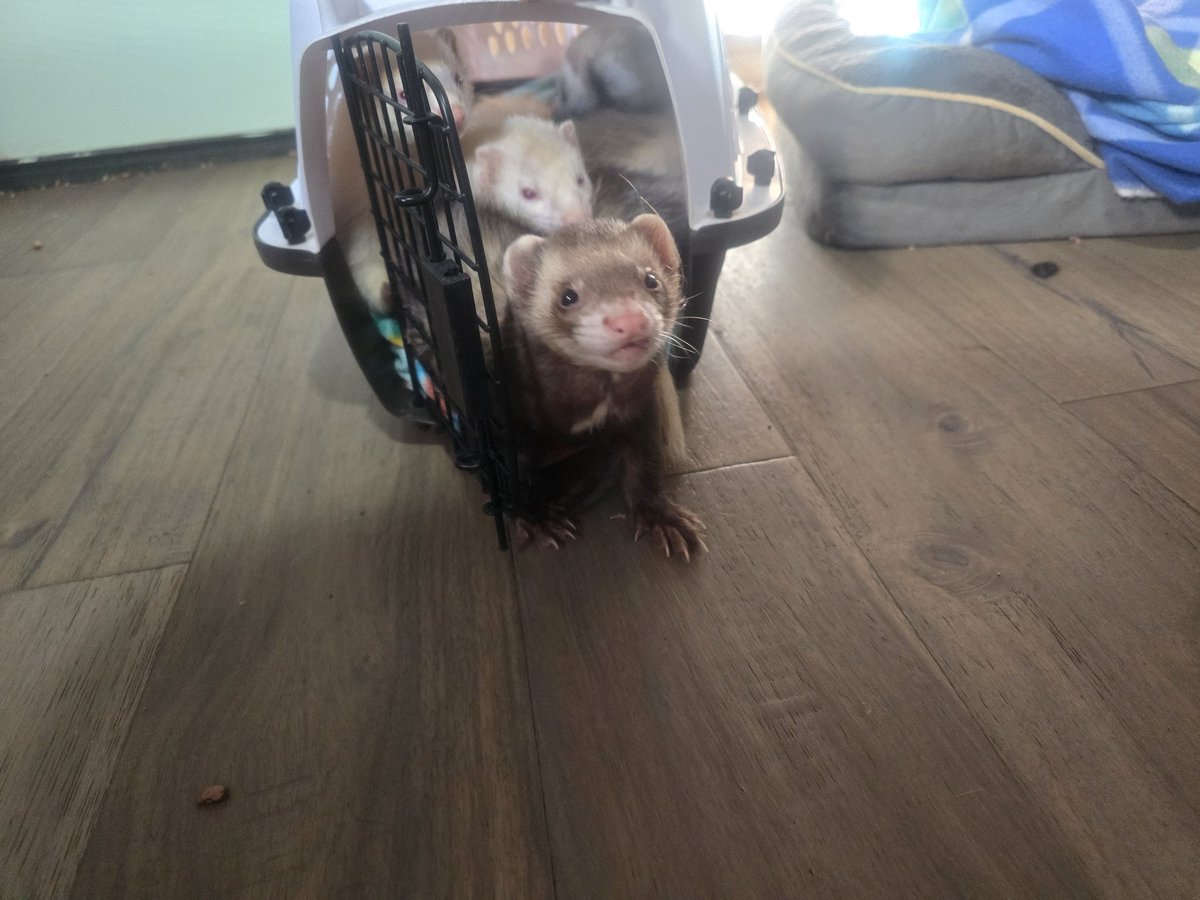 FykiFlokelp's tweet image. When we got home yesterday almost all the ferrets piled into this small crate to cuddle. The two youngest were left to pout. #ferrets #streamerpets