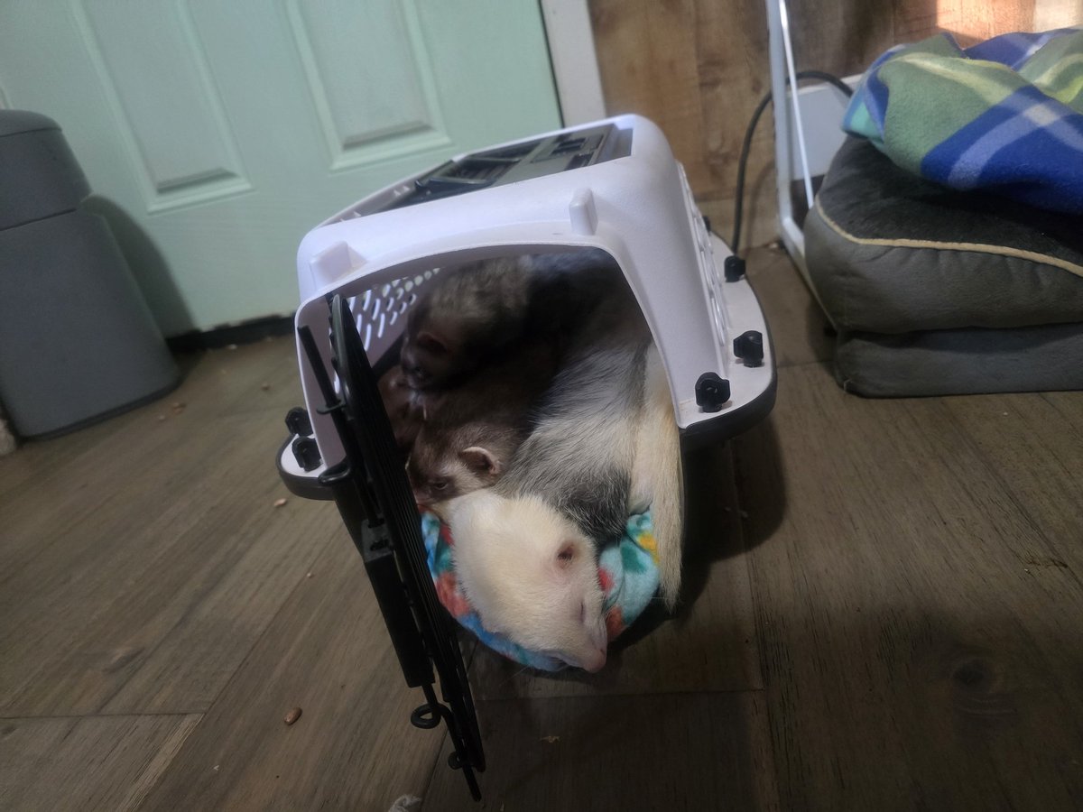 FykiFlokelp's tweet image. When we got home yesterday almost all the ferrets piled into this small crate to cuddle. The two youngest were left to pout. #ferrets #streamerpets