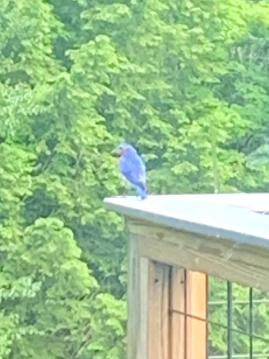 This is a indigo bunting 🙂👍