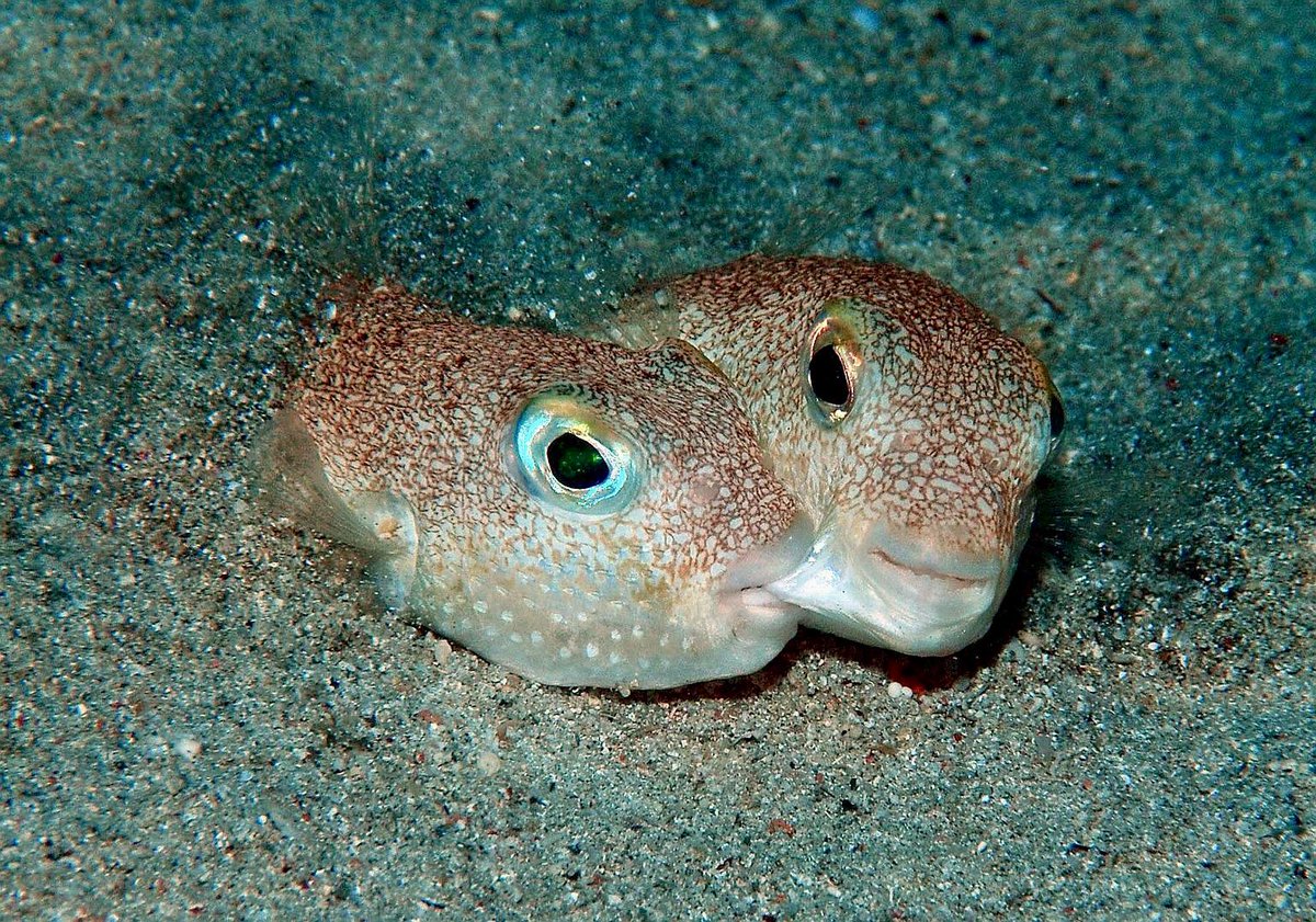 🔥🔥 Puffer fish gettin freaky.